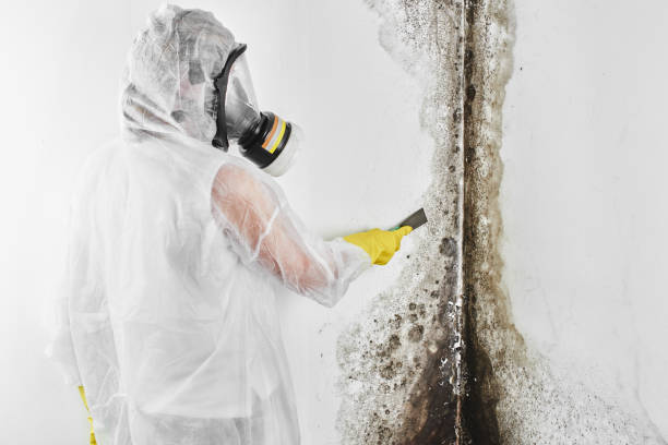 Best Mold Damage Restoration  in Highlands, NJ